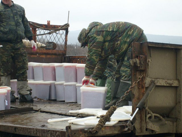 Как сгорает тонна красной икры