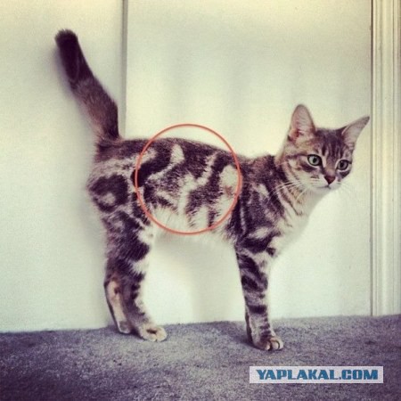 вот это расцветка у кошки! ахринеть!