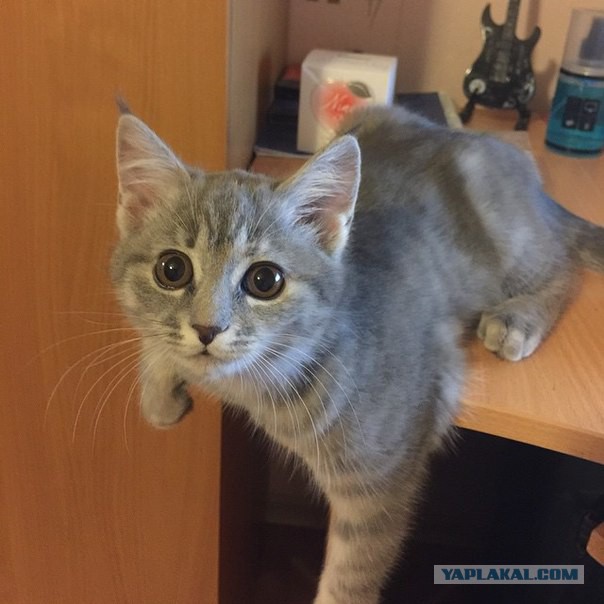 Котовторник