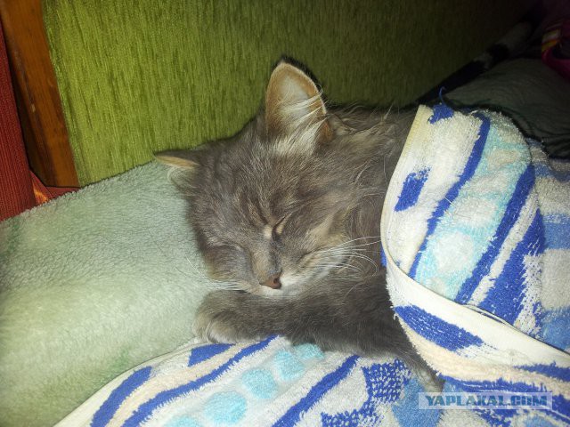 Моя кошка спит.