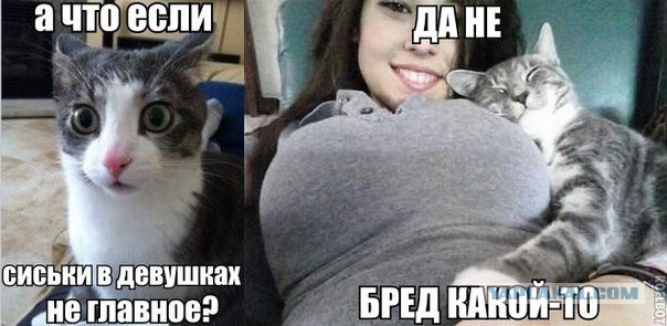 Котовторнику посвящается.