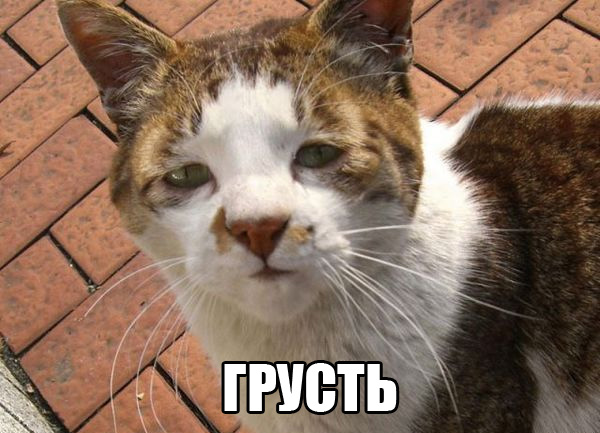 Забавные картинки из Сети