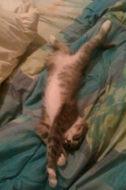 Котовторник 16.06.2015., Котовторник наступил!