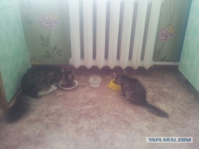 +2 в однушку или эпопея с котами