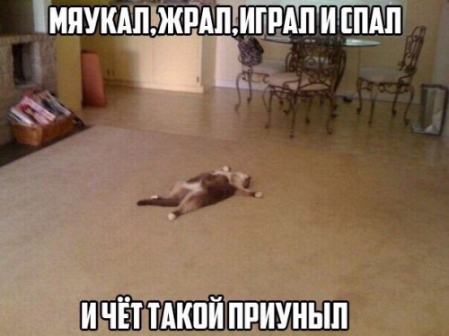 Котовторник