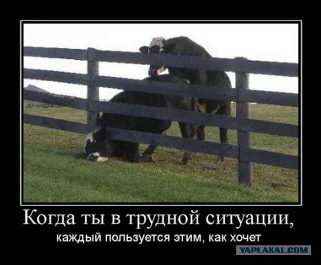 Веселые картинки