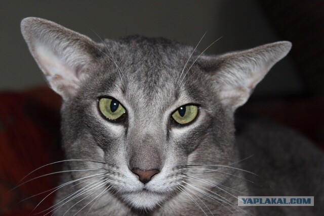 Котики