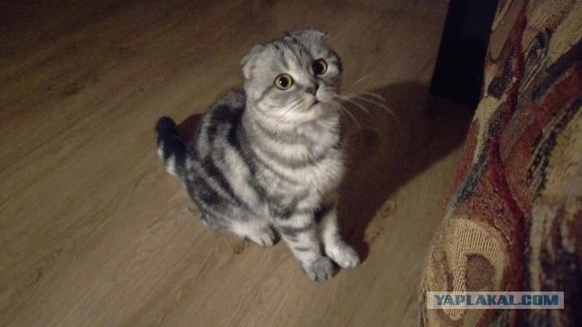 Котовторник