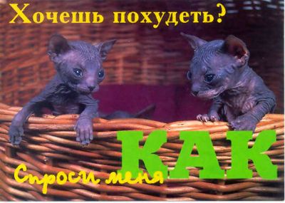Коты, кошки, котята