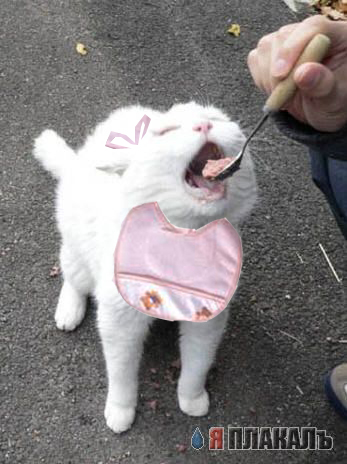 Коты, кошки, котята