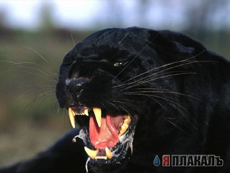 ДИКИЕ КОШКИ