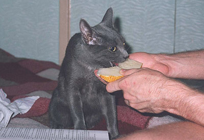 Котовторник!