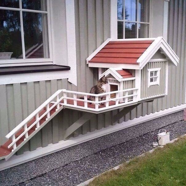Прикольные животные