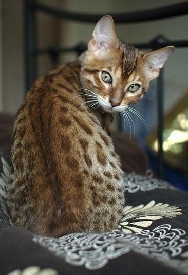 Коты из сети