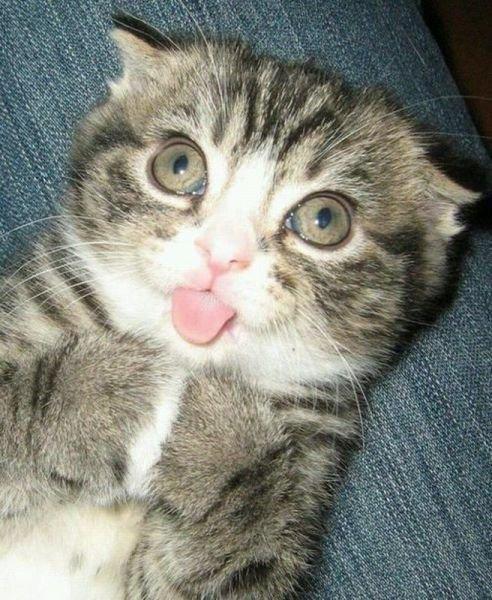Коты из сети