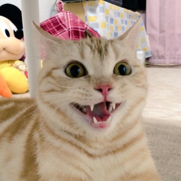 Коты из сети