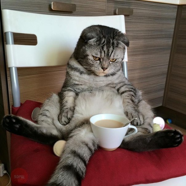 Коты из сети