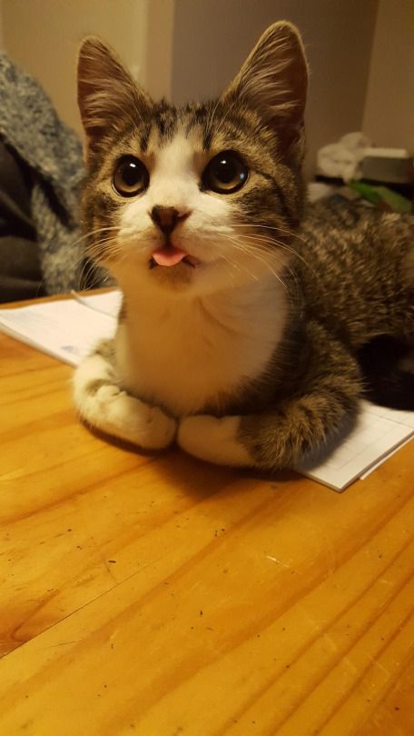 Коты из сети