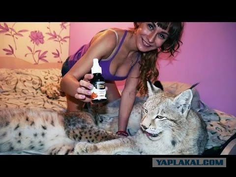 Умер создатель ютуб-каналов Частный экзотариум и BobCat ТВ