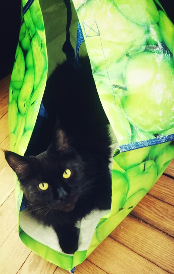 Котовторник 05.06.2018