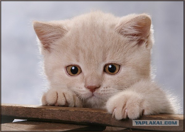 Даёшь Котовторник на ЯПе! (29.07.08)