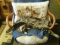 Котовторник же, уже!