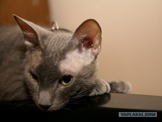 Котовторнику Да (09.12.08)