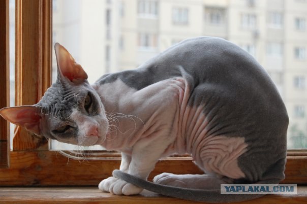 Котовторник на 22 июня