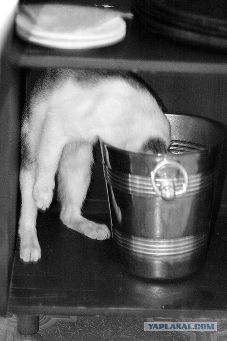 It's Catursday Fever! (Котовторник)