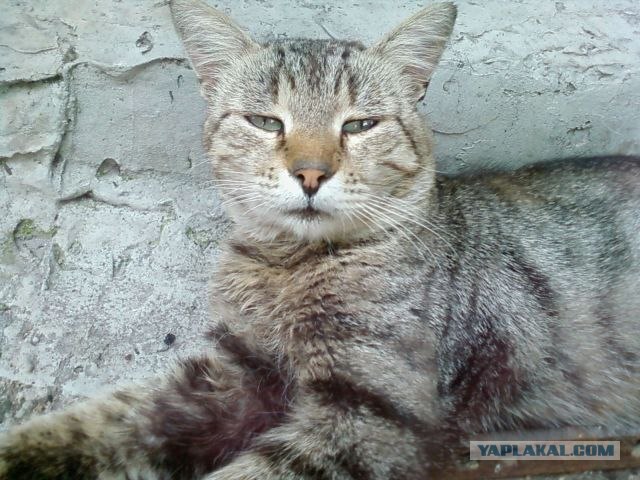 Котовторник уже сегодня!