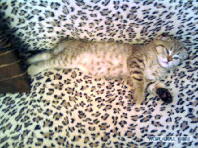 Интимный котовторник (23.08.11)