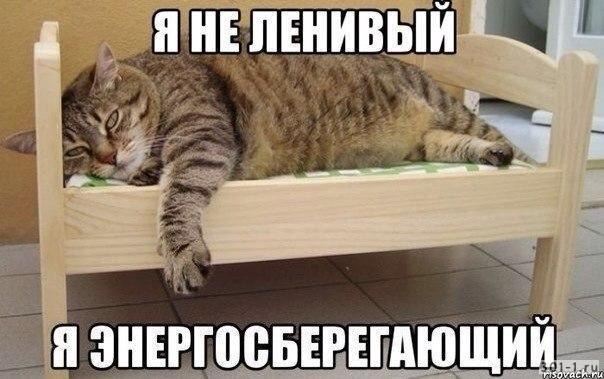 23 самых ленивых кота
