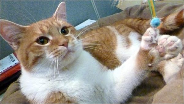 Котовторник 13.12.11 - магическе числа