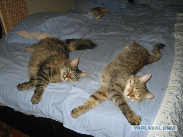 Котовторник (21.02.2012)