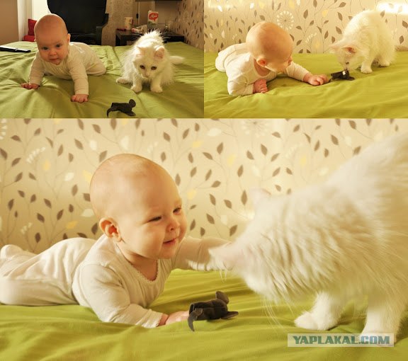 Котовторник 20.03.2012