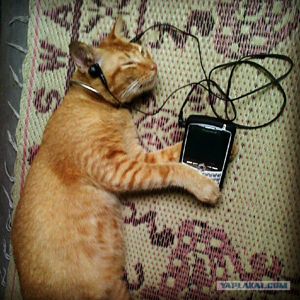 Котовторник  12. 06. 2012
