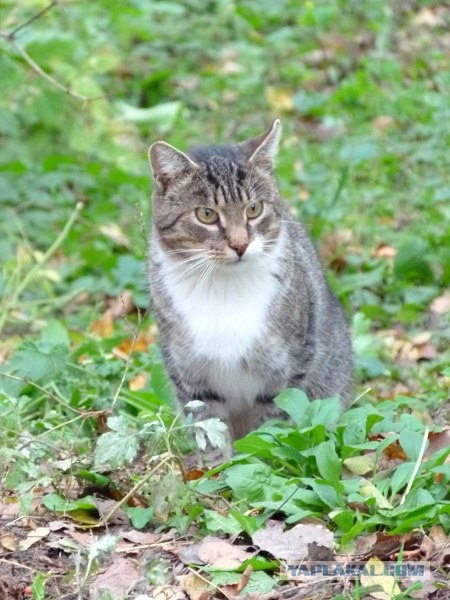 Котовторник  16.10.12