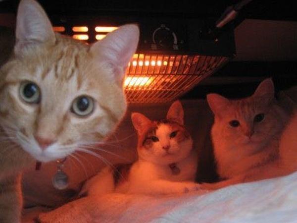 Прикольных котов пост