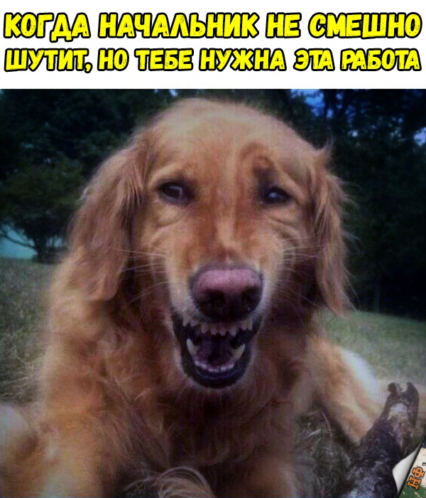 Милые животные. Мимиметр сломался