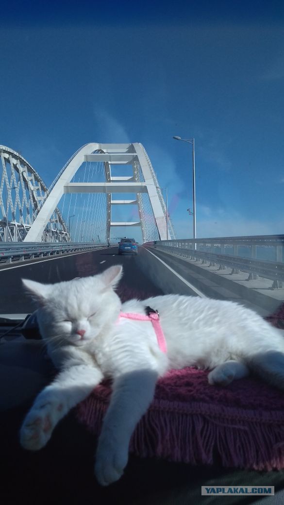 Хроники Буськи
