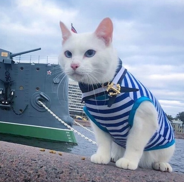 Эти забавные животные