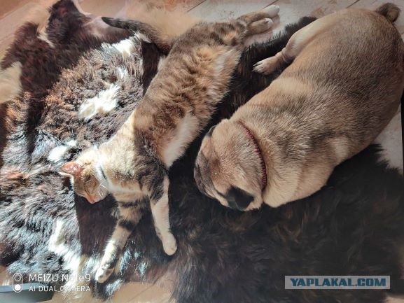 Ужасное противостояние