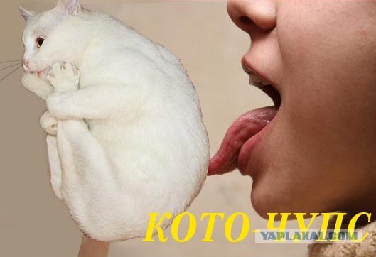 Котэ-креведко