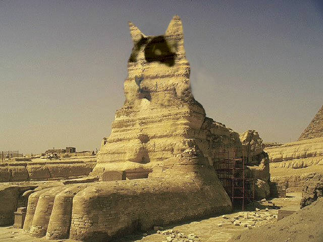 Кошачье спокойствие