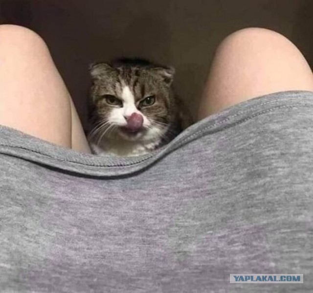 Подборочка девушек с котиками. Немного эротики 16+