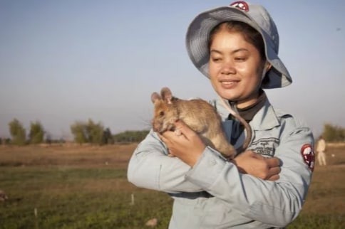 В Камбодже крысу-сапёра отправили на пенсию. За пять лет грызун нашёл 71 мину