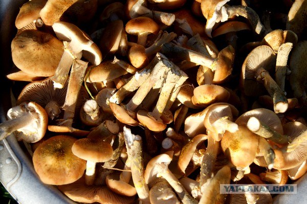 Осень в банках