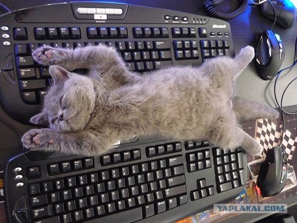 Коты, которые чихать хотели на ваше личное пространство