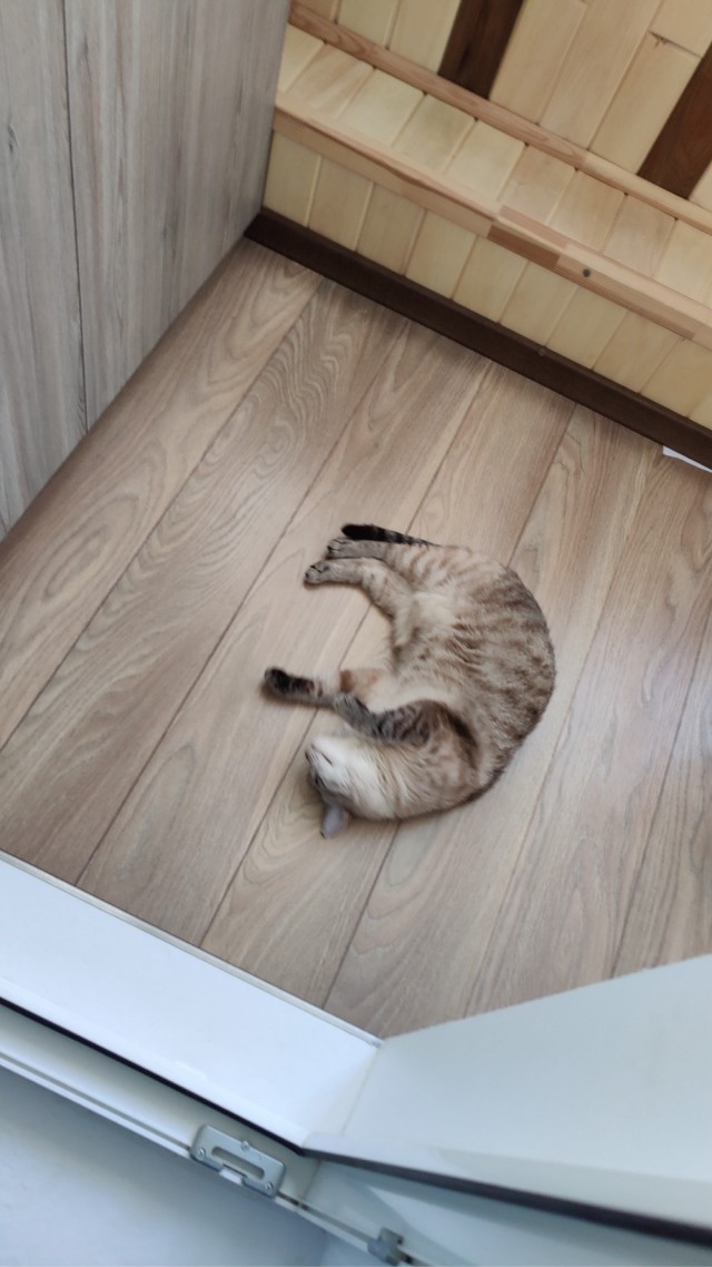 Позы для сна у кошек - что они означают?