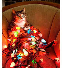 Новогодний кот
